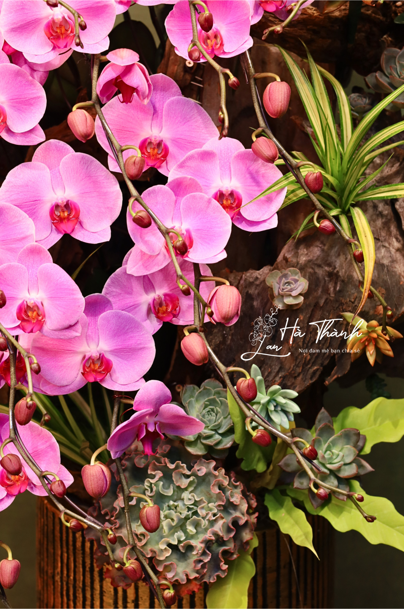 Chậu Lan Hồ Điệp Hồng “Dòng Thác Thịnh Vượng” – Đẳng Cấp Từ Lan Hà Thành